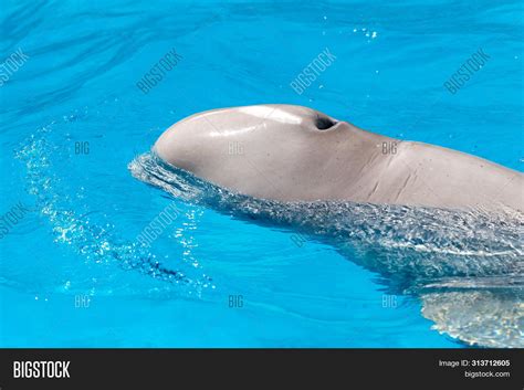 Friendly Beluga Whale Image & Photo (Free Trial) | Bigstock