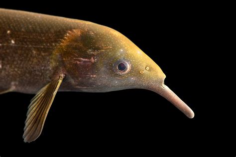 Elephant Nose Fish (Gnathonemus petersii) - Joel Sartore