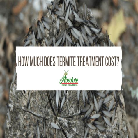 How Much Does Termite Treatment Cost_ - Home of Absolute Pest Control