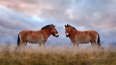 Bing Wallpaper Horses 的图像结果