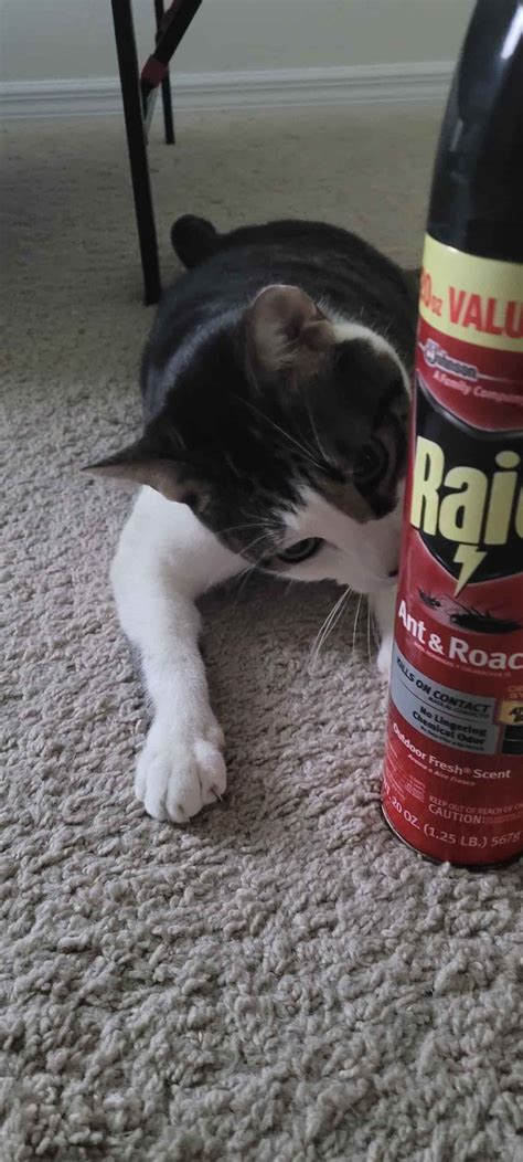 Can Raid Make Cats Sick – Everything You Should Know! – FAQcats.com