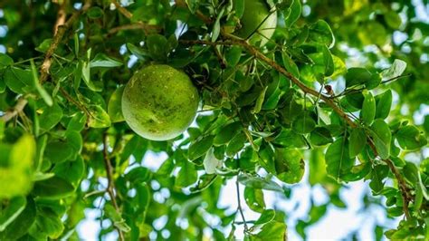 Cloud Farm Bel Tree, Bilva Patra, Bel Patra (Grown through seeds ...