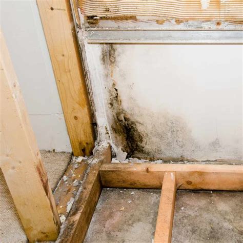 Black Mold vs Mildew on Wood: How to Spot the Difference