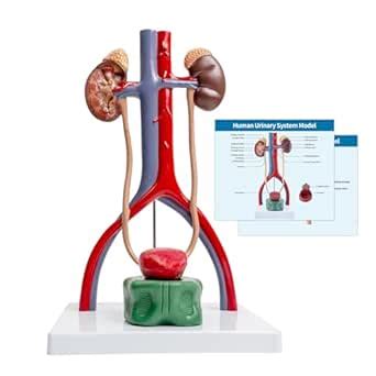 Human Urinary System Model : Amazon.in: Industrial & Scientific