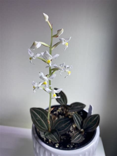 Tiny Jewel Orchid Flowers! Ludisia discolor : r/orchids