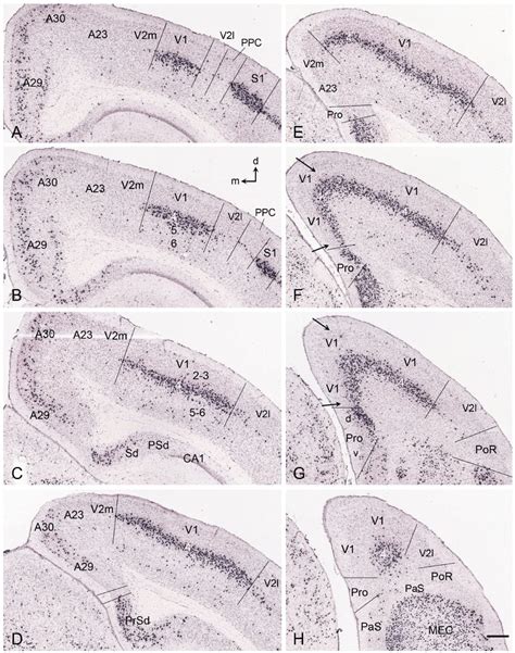 Lamination, Borders, and Thalamic Projections of the Primary Visual ...