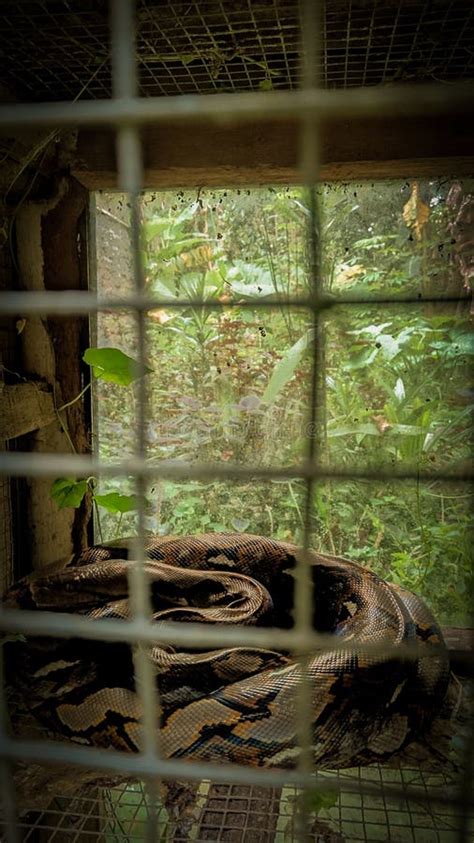 Image result for Large Python Cage