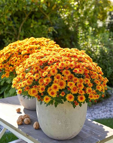 Picture Of Mums Flower | Best Flower Site