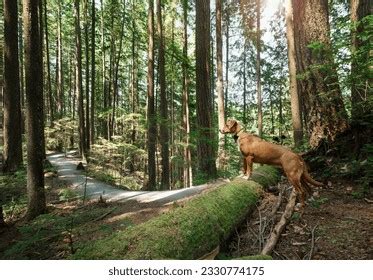 GPS Tracking Unit 的图像结果