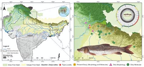 Global team decodes mitochondrial genome of Himalayan Dark Mahseer