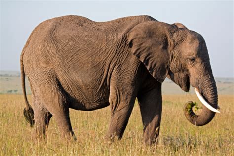 Image result for Elephant Toothpasste Exploding