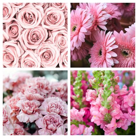 Types Of Light Pink Flowers Pink Flowers For The Garden That You'll