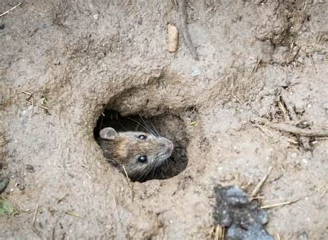 Habitat Of Rat