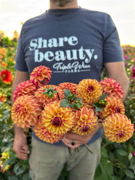 Salish Peach Plum Dahlia Tuber – Triple Wren Farms