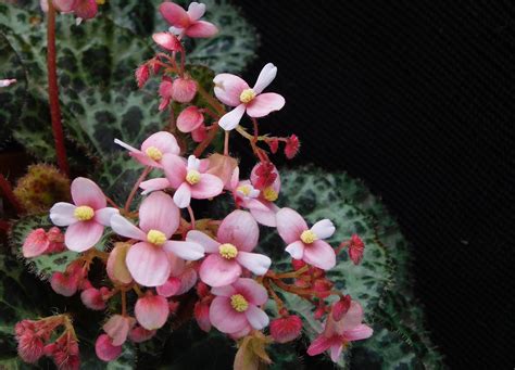 Native Philippine Flowers