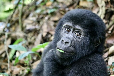 Gorilla Lifecycle | Growth, Behavior & Reproduction