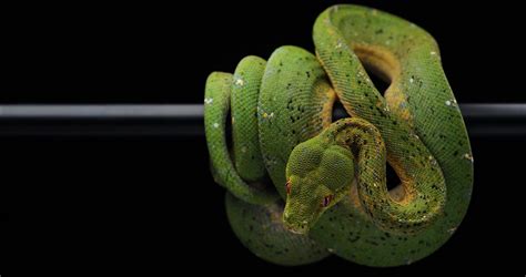 Image result for Examples of a Algorithim for a Python Code