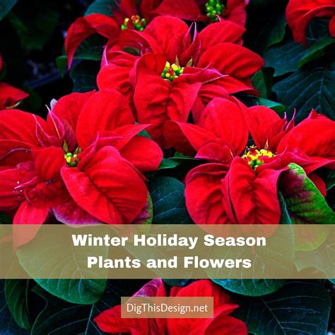6 Plants and Flowers of the Winter Holiday Season - Dig This Design