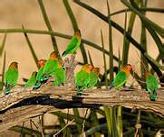 Image result for Inseparable De Fischer