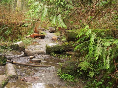 Lime Kiln Trail — Washington Trails Association