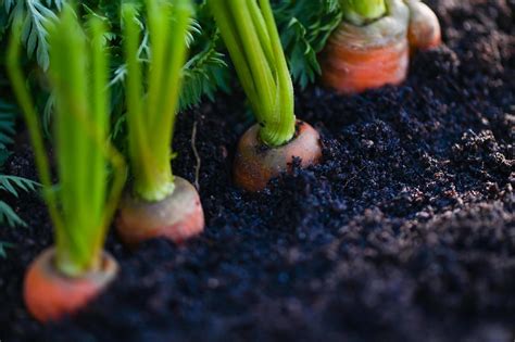 Growing Carrots