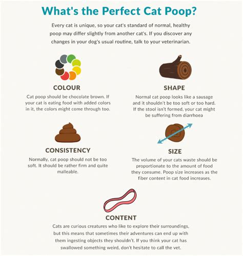 Does Cat Poop Look Like Dog Poop