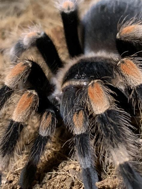 Tarantulas are the definition of “No Thoughts Head Empty”. There is not ...