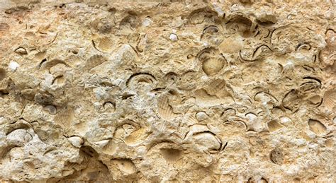 Image result for Sea Shell Fossil