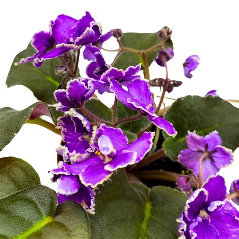 African Violet Wrangler's Spanish Cavalier 4 inch – Harmony Foliage