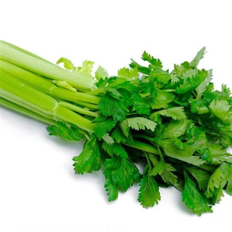VibeX Vegetable Celery (अजमोद) seeds For Home & Gardening Winter (500 ...