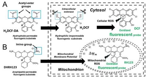 Flow Cytometry of Oxygen and Oxygen-Related Cellular Stress