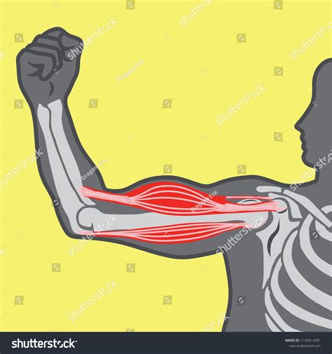 Animation Powerstroke Muscle 的图像结果