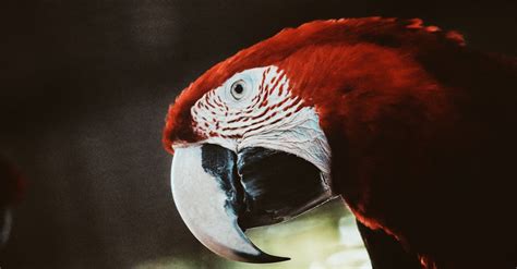 Image result for How to Draw Parrot Flying