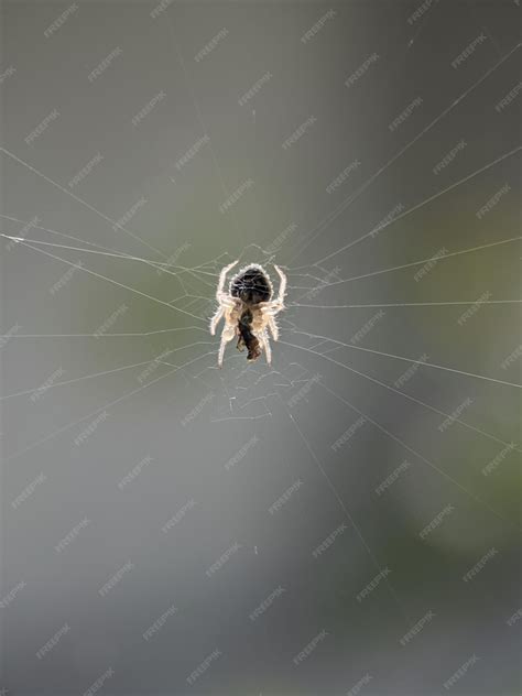 Premium Photo | Small white spiders that are catching insects that are ...