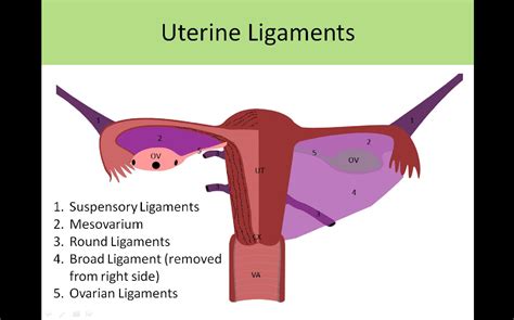 Uterine Ligaments