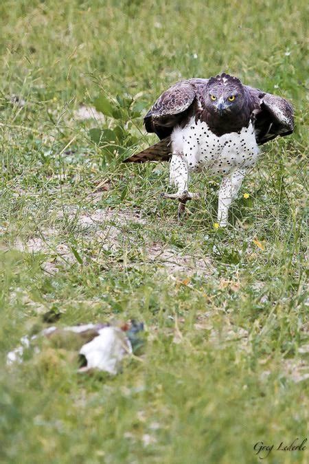 Python Eats Eagle 的图像结果
