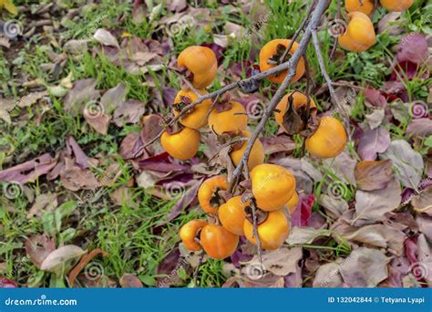 Ripening Persimmon Hanging on a Branch Stock Photo - Image of garden ...