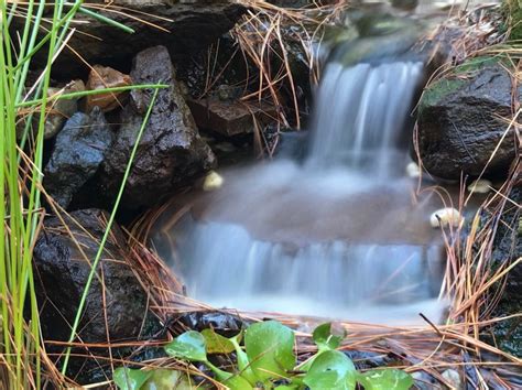 how to take a photograph on zoo tycoon