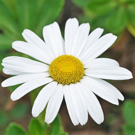 Nippon daisy (Nipponanthemum) Flower, Leaf, Care, Uses - PictureThis