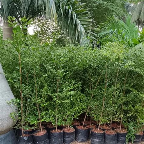 Termilia Tree 1-3 ft. - Termilia - Termilia Trees - Trees | Della Nursery