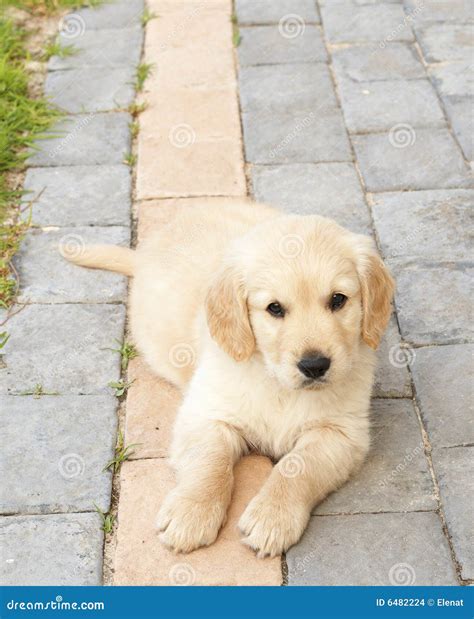 Small Golden Retriever Puppy Stock Photo - Image of friendship, cream ...