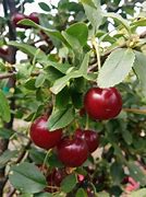 Image result for Carmine Jewel Cherry for Sale