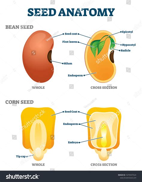 148,403件の「Parts of the seed」の画像、写真素材、ベクター画像 | Shutterstock
