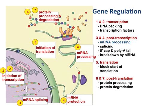 Image result for Gene Expression Control Plant Cells microRNA