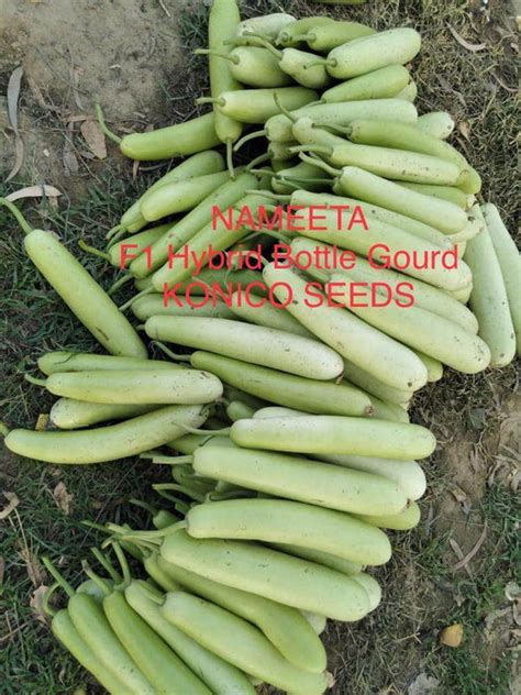 NAMEETA F1 HYBRID BOTTLE GOURD (KONICO SEEDS) | Farmers Stop
