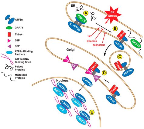 Sledgehammer to Scalpel: Broad Challenges to the Heart and Other ...