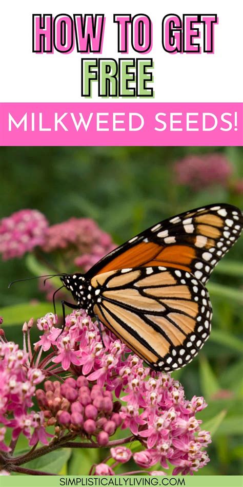 You Can Get Free Milkweed Seeds to Help Save The Butterflies. Here's How.