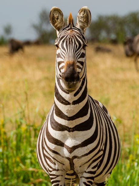 Image result for Zebra Front View