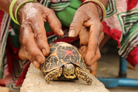 Legal loopholes in wildlife trade are driving Indian Star tortoises ...