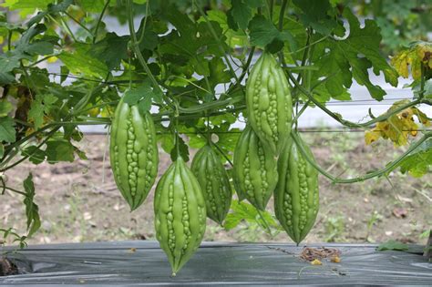 Giải đáp: Đau dạ dày ăn khổ qua được không? - Long Châu